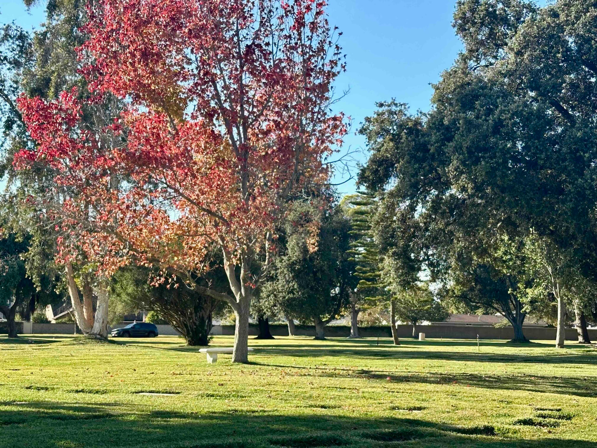 Fairhaven lawn with red-leaf tree