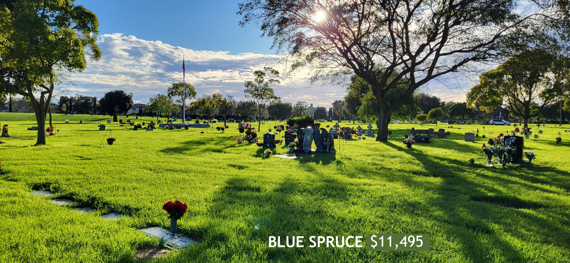 Blue Spruce lawn