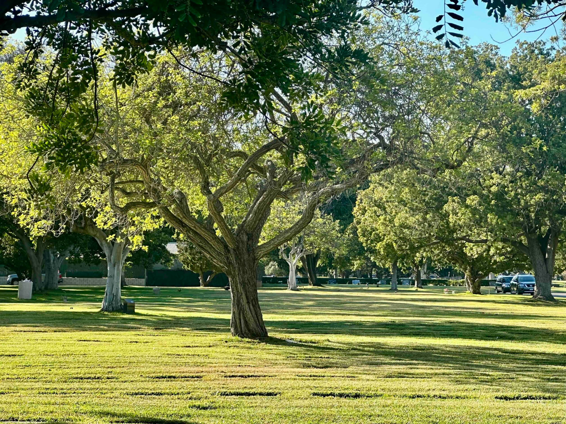 Fairhaven shaded memorial grounds