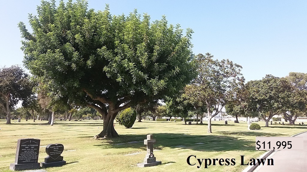 Cypress Lawn
