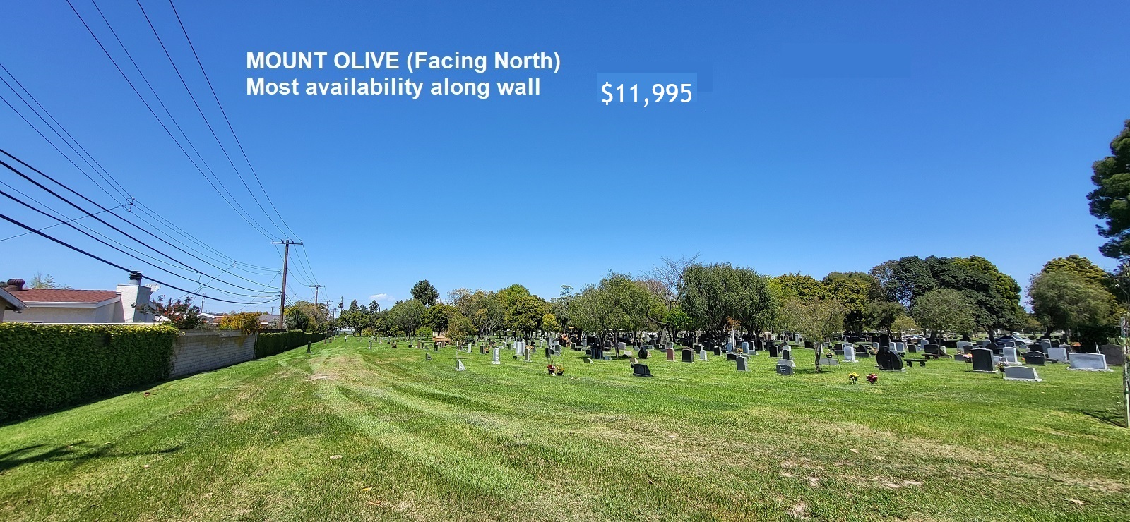 Mount Olive lawn